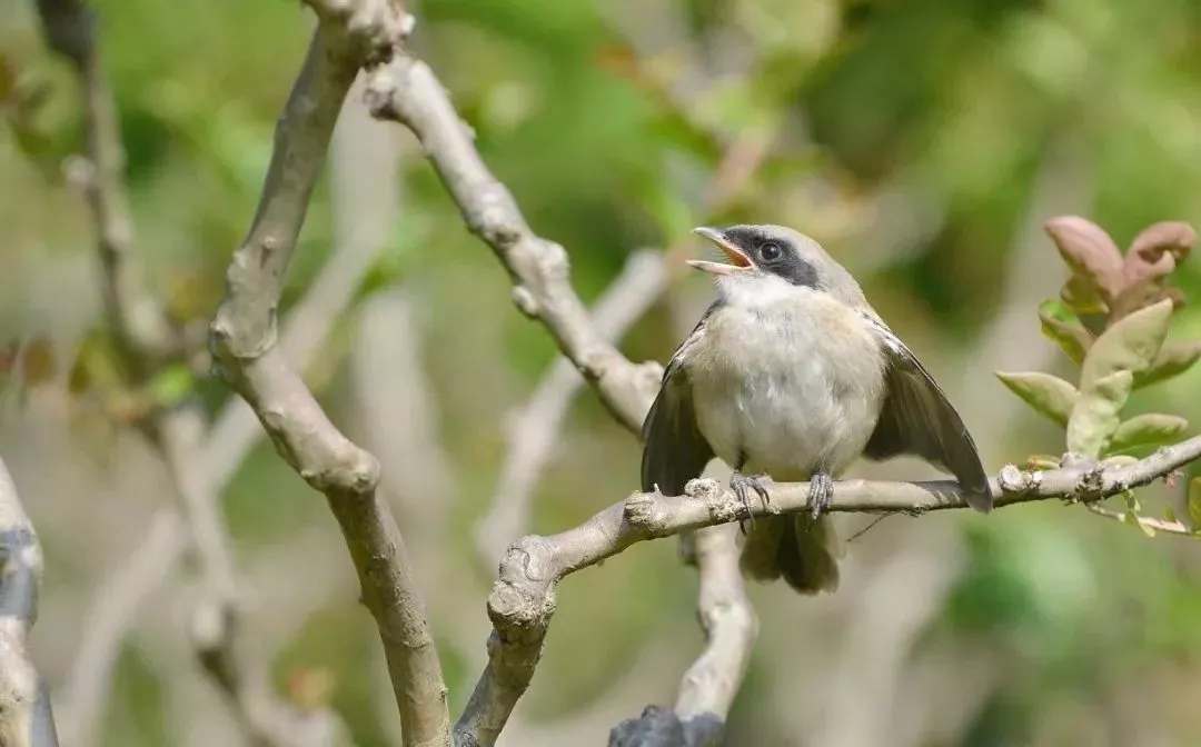 海全汽车芒种节气