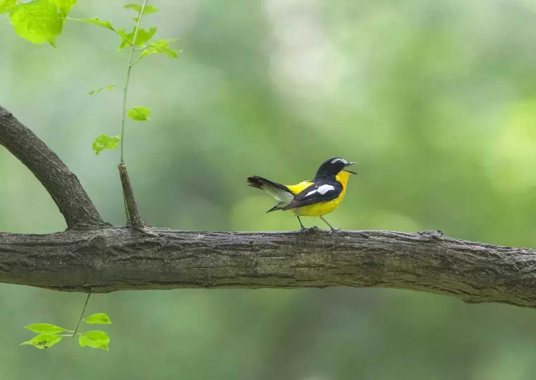 海全汽车芒种节气